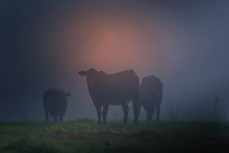 Cattle Silhouette by Dan Sproul wall art