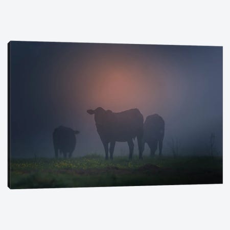 Cattle Silhouette Canvas Print #DSP248} by Dan Sproul Canvas Artwork
