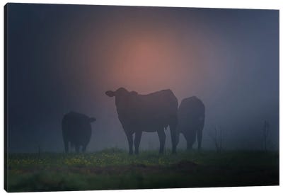 Cattle Silhouette Canvas Art Print - Dan Sproul