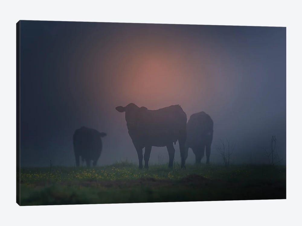 Cattle Silhouette by Dan Sproul 1-piece Canvas Artwork