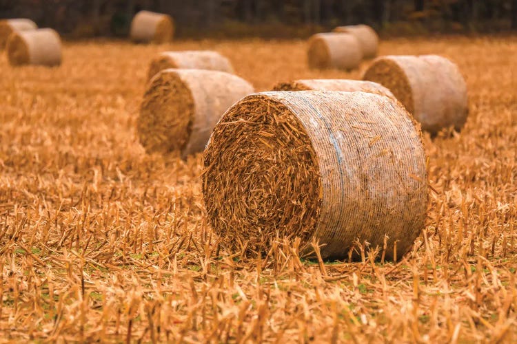 Rolled Hay On The Farm