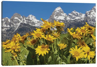 Grand Teton Wildflowers Canvas Art Print - Rocky Mountain Art