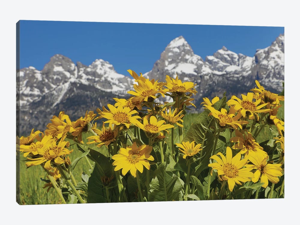 Grand Teton Wildflowers by Dan Sproul 1-piece Art Print