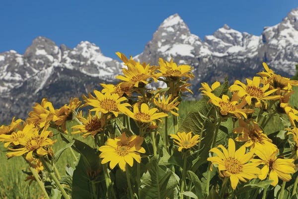 Rocky Mountains: Grand Teton Wildflowers by Dan Sproul