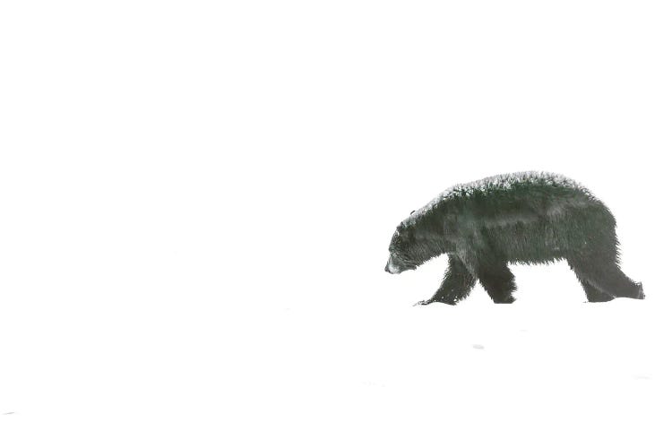 Minimal Bear by Dan Sproul wall art