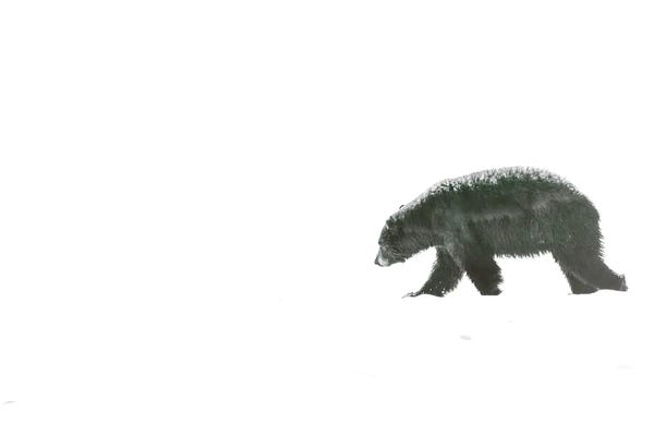 Minimalist Wildlife Photography: Minimal Bear by Dan Sproul