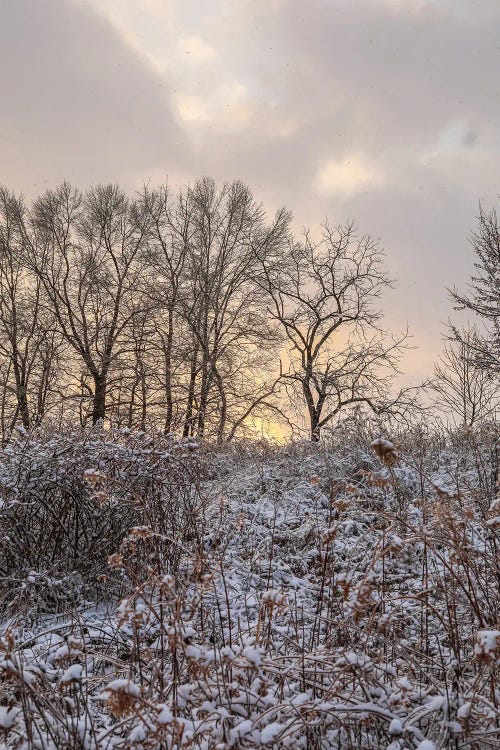 Magical Winter Sunrise