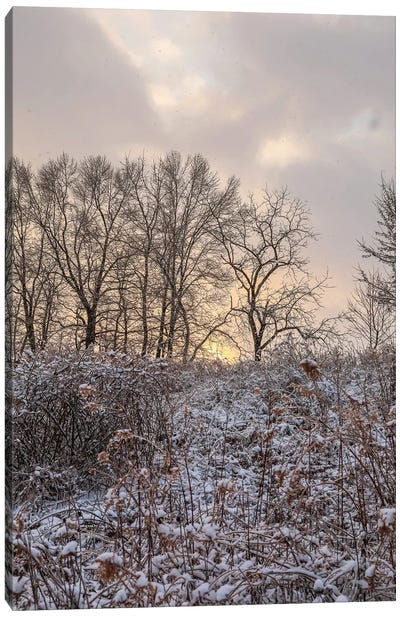 Magical Winter Sunrise Canvas Art Print - Dan Sproul