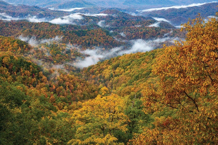 Autumn Colors Rising Fog In The Smokies