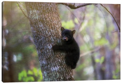 Cades Cove Black Bear Cub Canvas Art Print - Dan Sproul
