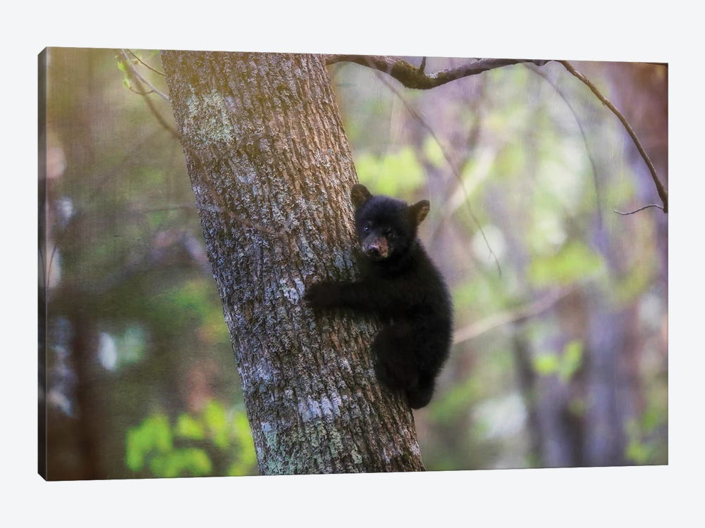 Cades Cove Black Bear Cub by Dan Sproul 1-piece Canvas Art Print