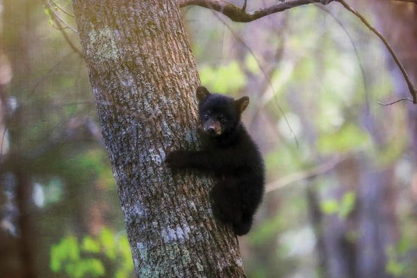Bears: Cades Cove Black Bear Cub by Dan Sproul