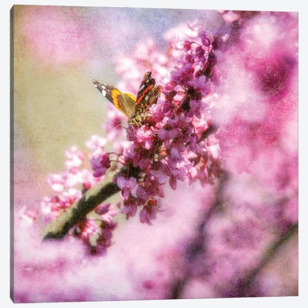 Butterfly On Spring Blossoms Canvas Print #DSP288} by Dan Sproul Canvas Art