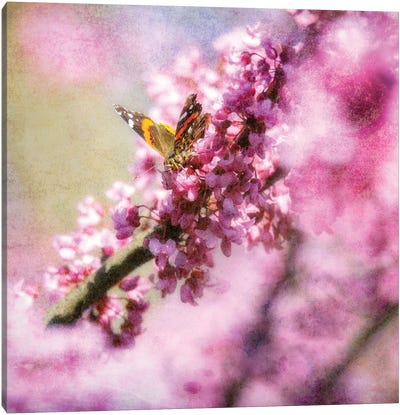 Butterfly On Spring Blossoms Canvas Art Print