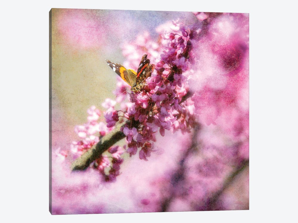 Butterfly On Spring Blossoms by Dan Sproul 1-piece Canvas Art