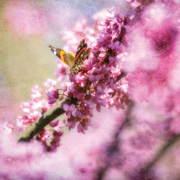 Dan Sproul: Butterfly On Spring Blossoms by Dan Sproul