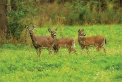 Three Deer by Dan Sproul framed canvas print