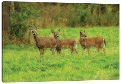 Three Deer Canvas Art Print - Dan Sproul