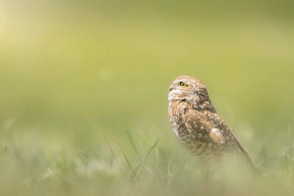 Sunlit Burrowing Owl