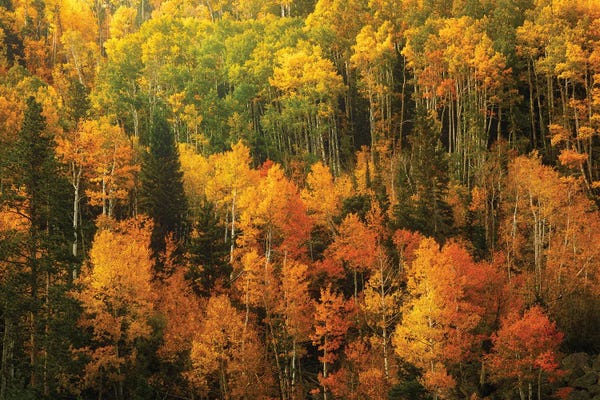 Sunlit Autumn Forest In Colorado