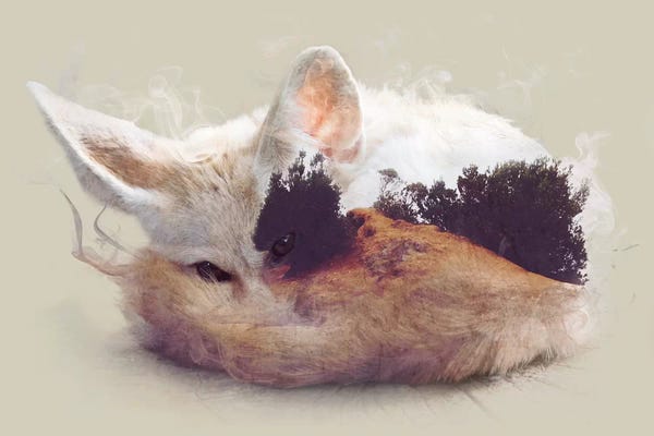 Double Exposure Photography: Desert Fox by Dániel Taylor