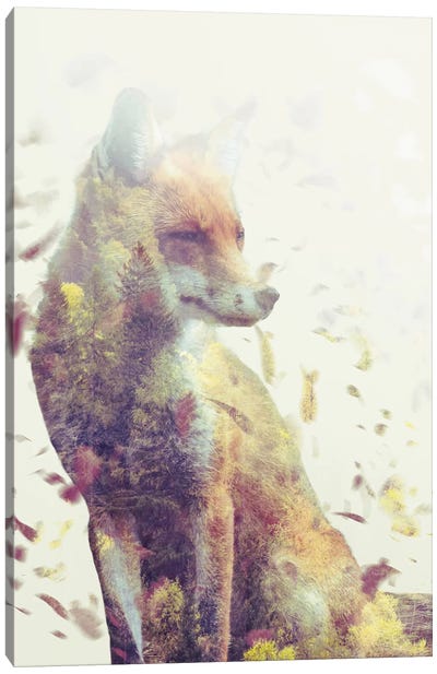 Fall Fox Canvas Art Print - Dániel Taylor