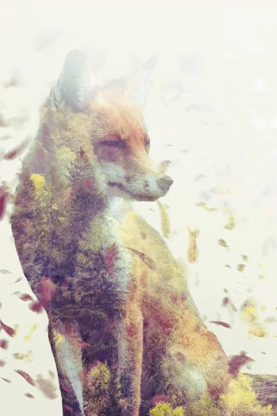 Foxes: Fall Fox by Dániel Taylor