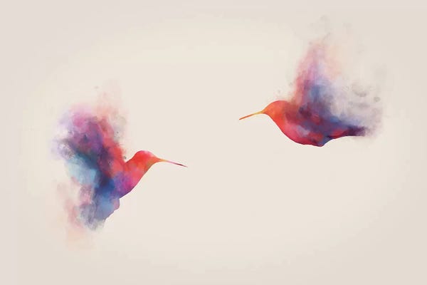 Dániel Taylor: Hummingbirds by Dániel Taylor