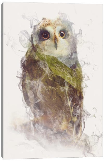Owl Canvas Art Print - Dániel Taylor