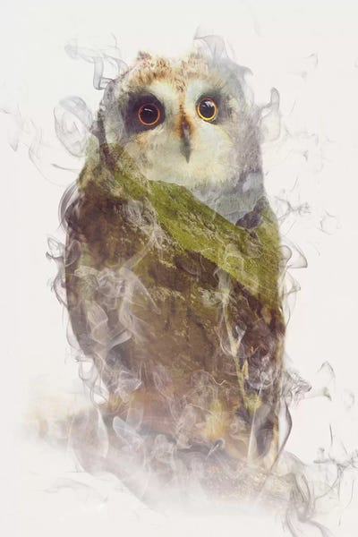 Photography: Owl by Dániel Taylor