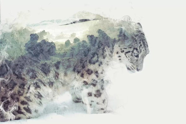 Dániel Taylor: Snow Leopard by Dániel Taylor