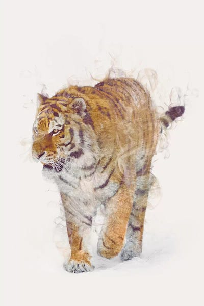 The Tiger by Dániel Taylor framed canvas print