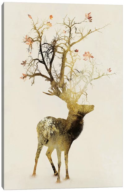 Autumn Canvas Art Print - Wildlife Art