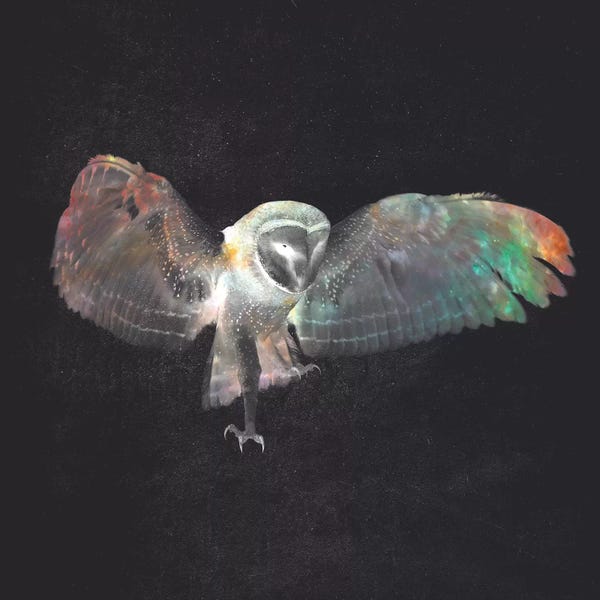 Double Exposure Photography: Ugla by Dániel Taylor