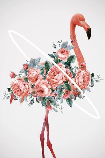 Dániel Taylor: Flamingo by Dániel Taylor