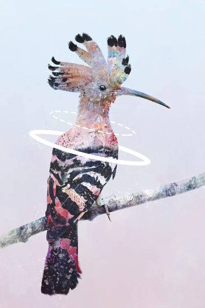 Dániel Taylor: Hoopoe by Dániel Taylor
