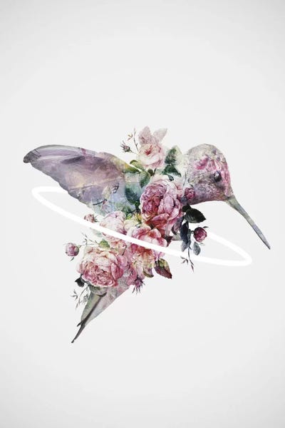 Hummingbirds: Kolibri by Dániel Taylor