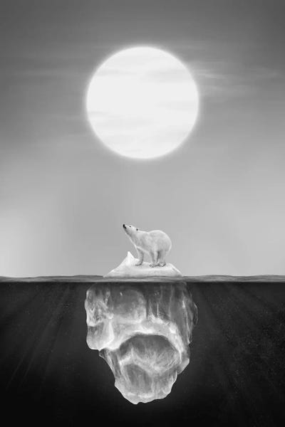 Environmental Conservation: Polar Bear by Dániel Taylor