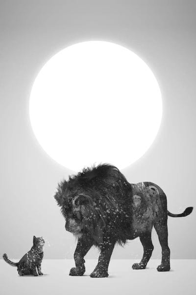 Lions: Someday by Dániel Taylor