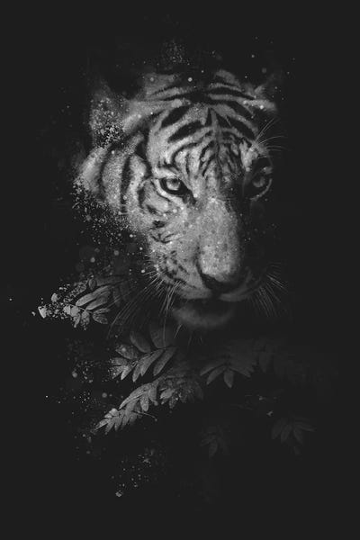 Tigers: Prey I by Dániel Taylor