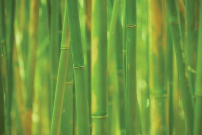 Emerald Forest by Dautlich canvas print