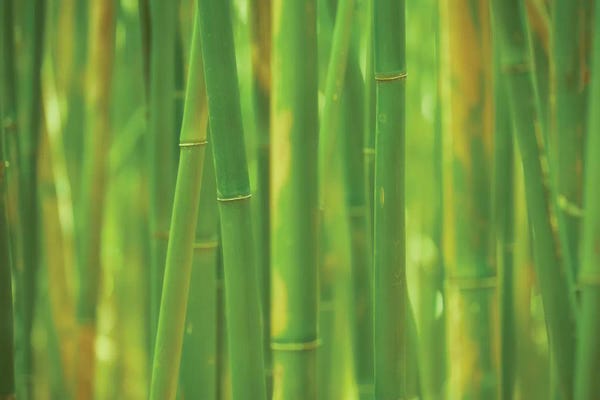 Dautlich: Emerald Forest by Dautlich