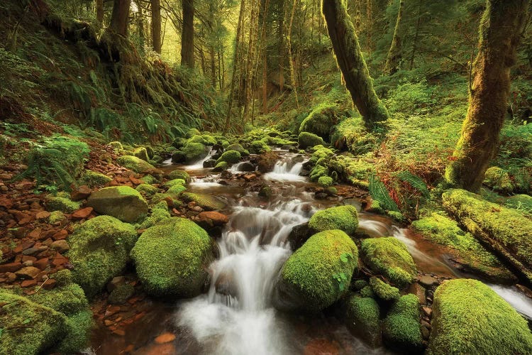 Enchanted Creek by Dautlich wall art