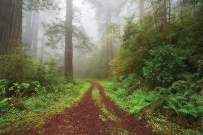 Enchanted Grove by Dautlich canvas print