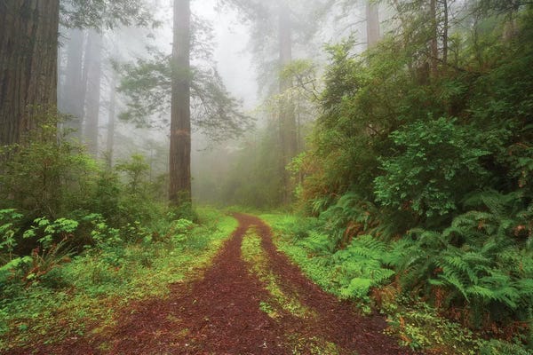 Dautlich: Enchanted Grove by Dautlich