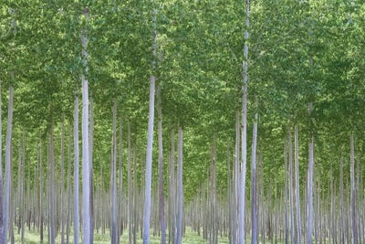 Fairies Dell by Dautlich multi panel art