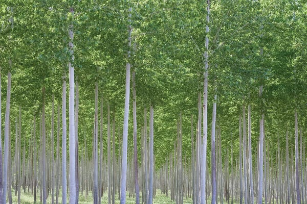 Birch Trees: Fairies Dell by Dautlich