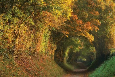 Fall Tunnel by Dautlich canvas print