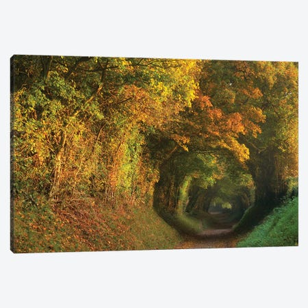 Fall Tunnel Canvas Print #DTH18} by Dautlich Canvas Artwork