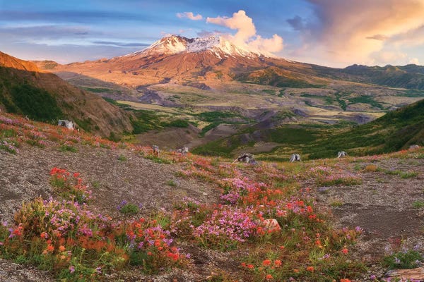 Dautlich: Floral Crater by Dautlich